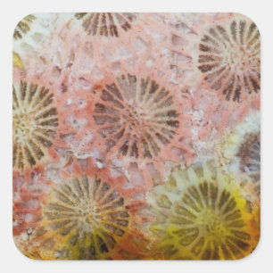 Close Up Of Pink Coral Square Sticker