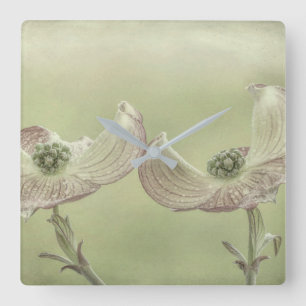 Close-up of Pink Dogwood Blossoms Seabeck, WA Square Wall Clock
