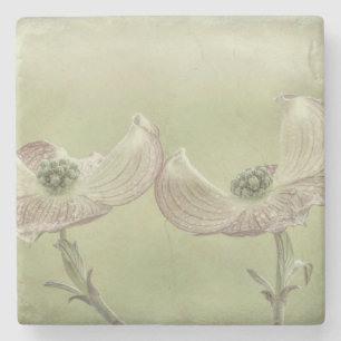 Close-up of Pink Dogwood Blossoms Seabeck, WA Stone Coaster
