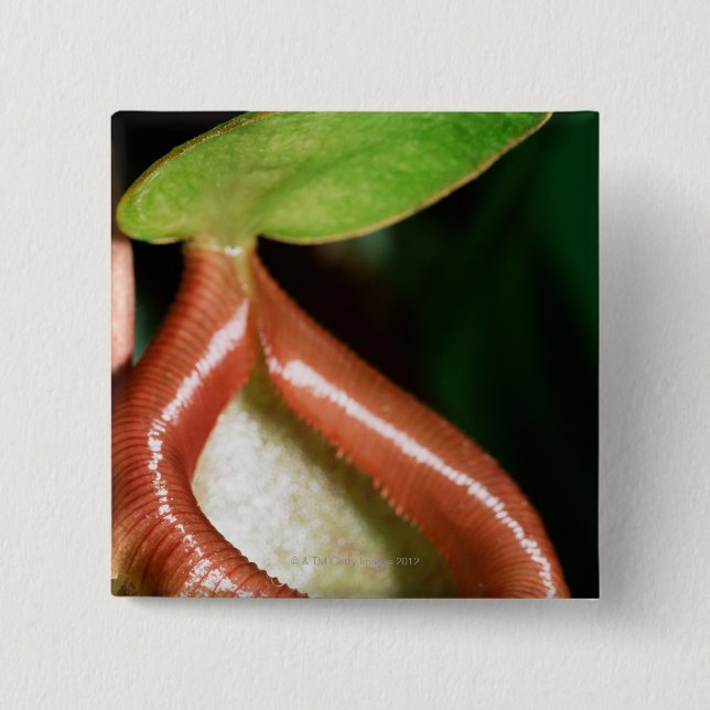 Close-up of pitcher plant 15 cm square badge (Front)