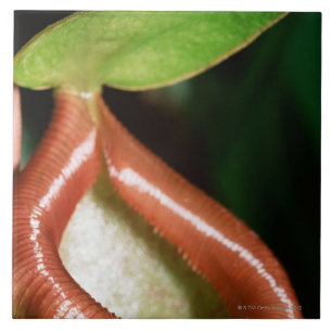 Close-up of pitcher plant ceramic tile