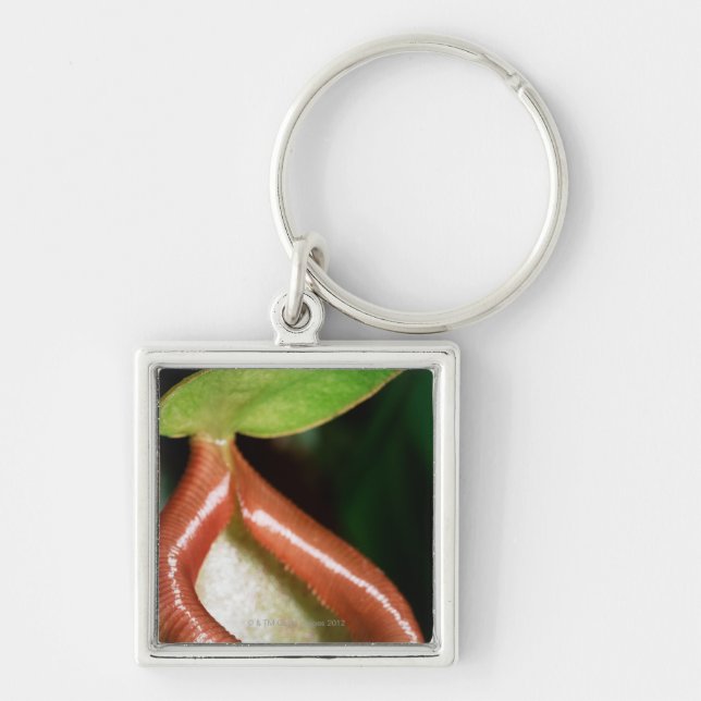 Close-up of pitcher plant key ring (Front)