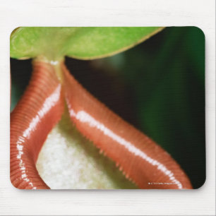 Close-up of pitcher plant mouse pad