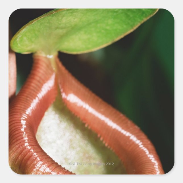 Close-up of pitcher plant square sticker (Front)