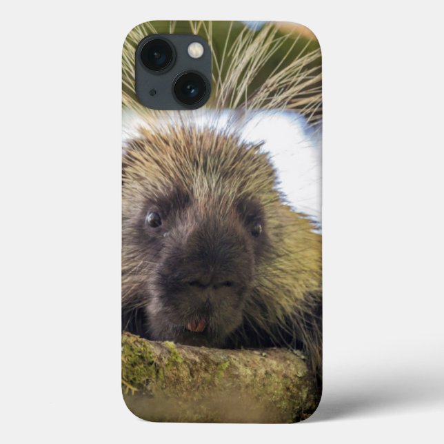 Close-up of porcupine in a tree Case-Mate iPhone case (Back)