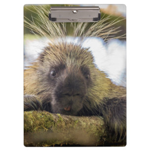 Close-up of porcupine in a tree clipboard