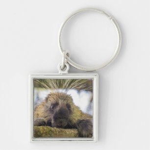 Close-up of porcupine in a tree key ring
