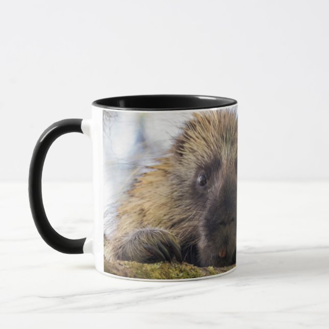 Close-up of porcupine in a tree mug (Left)