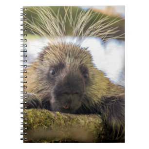Close-up of porcupine in a tree notebook