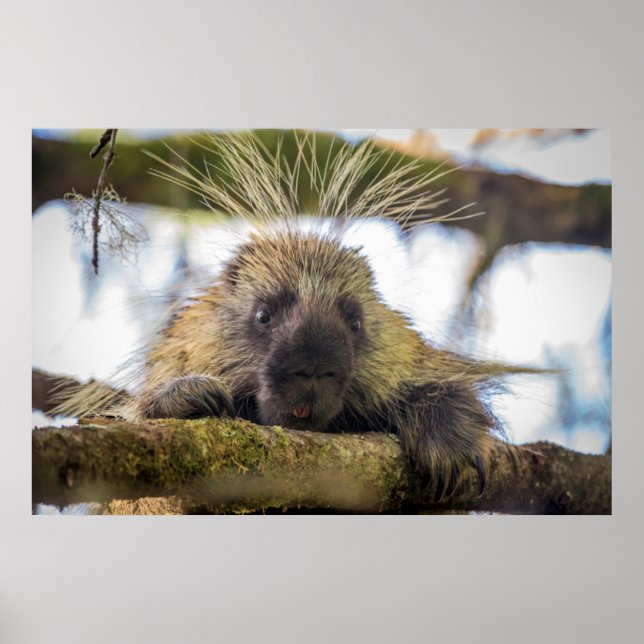 Close-up of porcupine in a tree poster (Front)