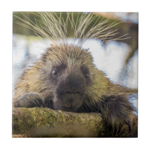 Close-up of porcupine in a tree tile