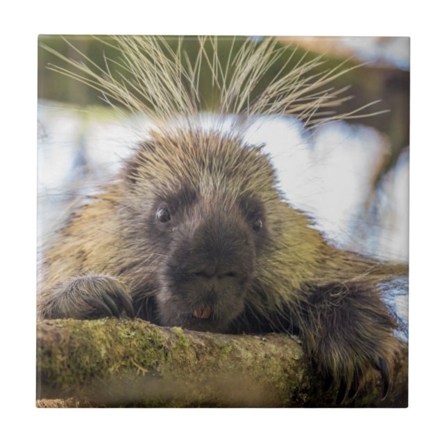 Close-up of porcupine in a tree tile (Front)
