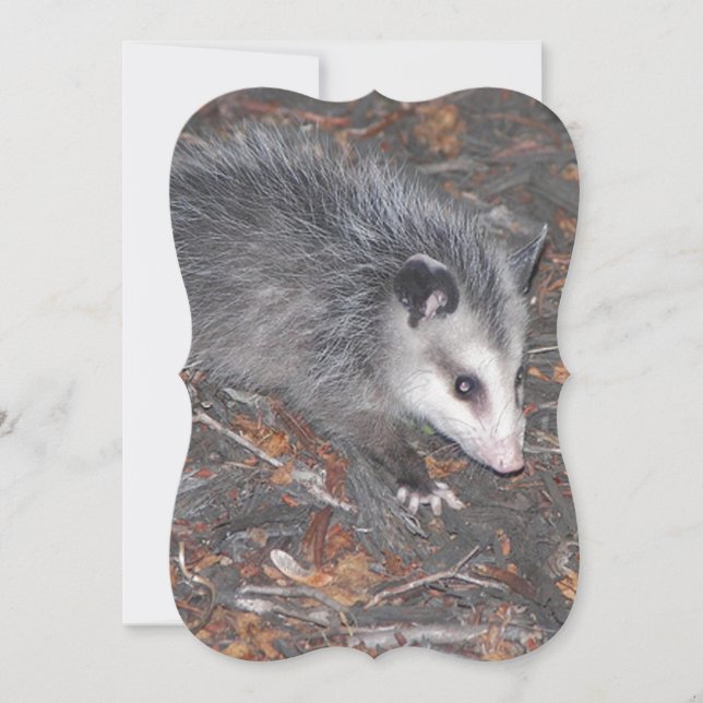 Close Up Of Pretty Possum Invitation (Front)