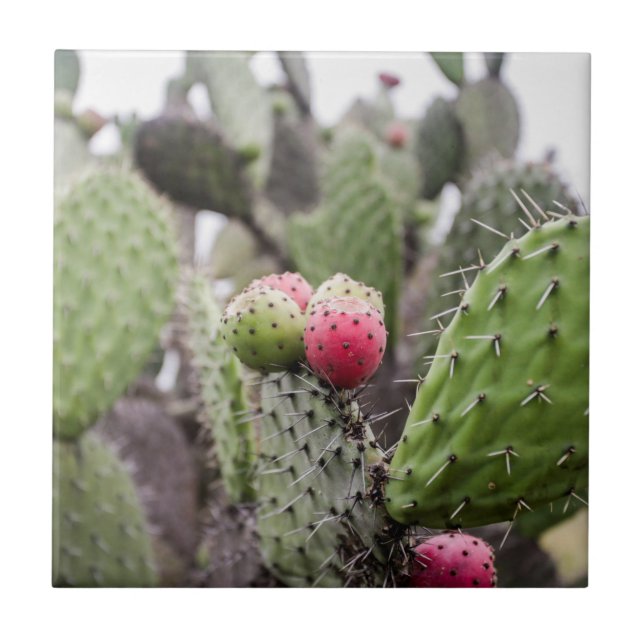 Close Up Of Prickly Pear Cactus Ceramic Tile (Front)