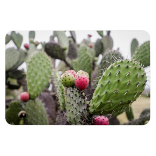 Close Up Of Prickly Pear Cactus Magnet
