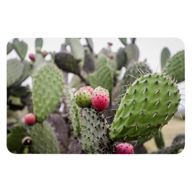 Close Up Of Prickly Pear Cactus Magnet (Horizontal)