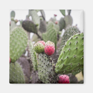 Close Up Of Prickly Pear Cactus Magnet