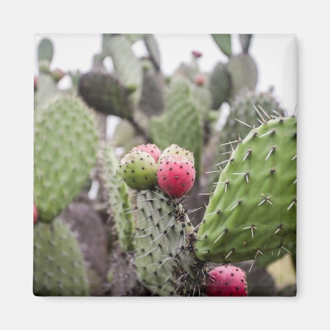 Close Up Of Prickly Pear Cactus Magnet (Front)
