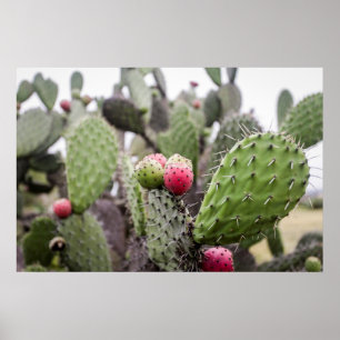 Close Up Of Prickly Pear Cactus Poster