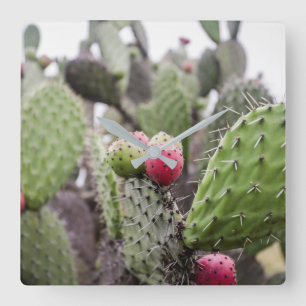 Close Up Of Prickly Pear Cactus Square Wall Clock