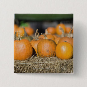Close-up of pumpkins 15 cm square badge