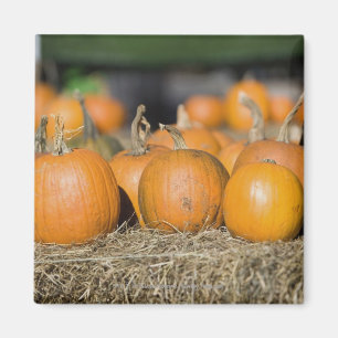 Close-up of pumpkins magnet
