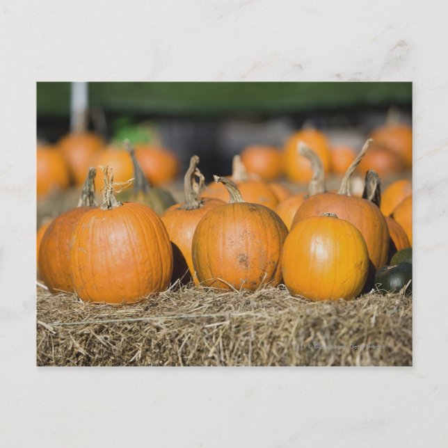 Close-up of pumpkins postcard (Front)