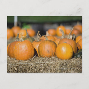 Close-up of pumpkins postcard