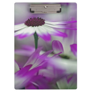 Close-up of purple flower, Keukenhof Garden, Clipboard