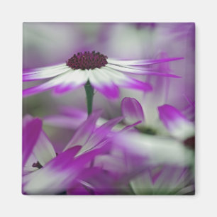 Close-up of purple flower, Keukenhof Garden, Magnet
