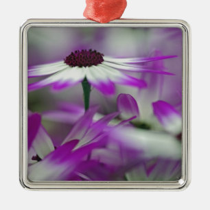 Close-up of purple flower, Keukenhof Garden, Metal Tree Decoration