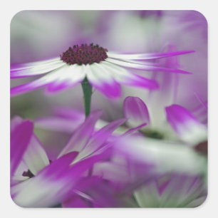 Close-up of purple flower, Keukenhof Garden, Square Sticker