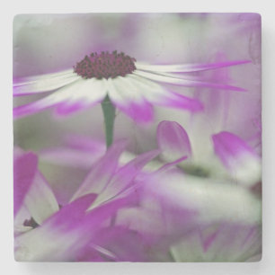 Close-up of purple flower, Keukenhof Garden, Stone Coaster