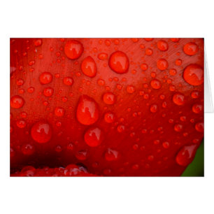 Close-up of raindrops on tulip petal