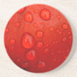 Close-up of raindrops on tulip petal coaster