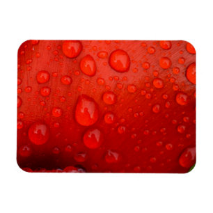 Close-up of raindrops on tulip petal magnet