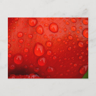Close-up of raindrops on tulip petal postcard