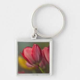 Close-up of red and yellow tulips in garden key ring