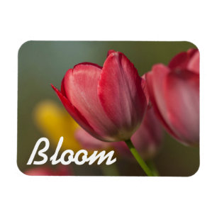 Close-up of red and yellow tulips in garden magnet