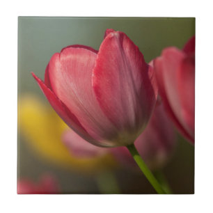 Close-up of red and yellow tulips in garden tile