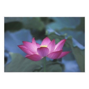 Close-up of red lotus flower and green leaves, photo print