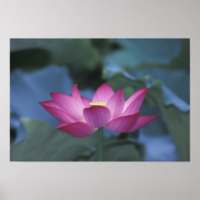 Close-up of red lotus flower and green leaves, poster (Front)