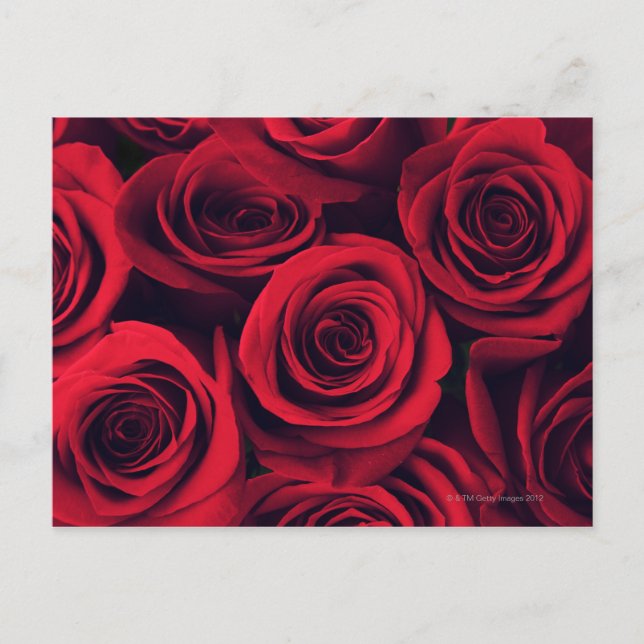 Close up of red rose flowers. postcard (Front)