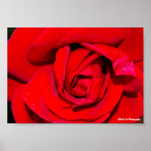Close up of Red Rose Poster