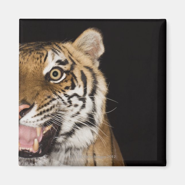 Close up of roaring tiger's face magnet (Front)