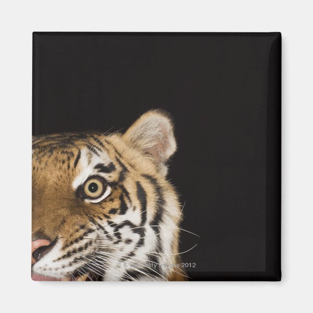 Close up of roaring tiger's face magnet (Front)