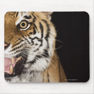 Close up of roaring tiger's face mouse pad