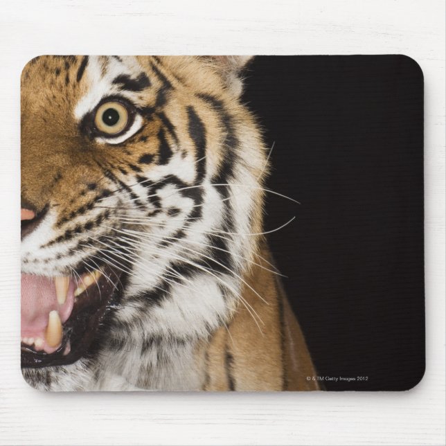 Close up of roaring tiger's face mouse pad (Front)
