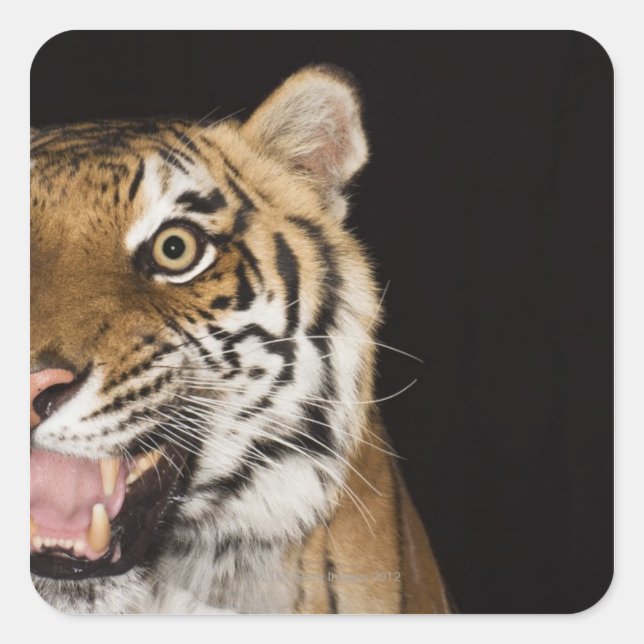 Close up of roaring tiger's face square sticker (Front)
