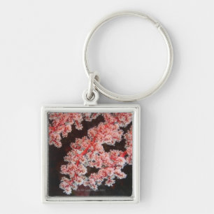 Close-up of Sea Fan underwater, North Sulawesi Key Ring